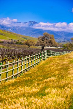 Santa Ynez ilkbahar kır çiçekleri ve kuşlar