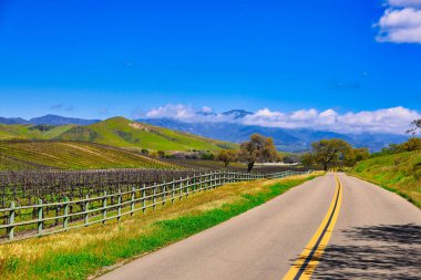 Santa Ynez ilkbahar kır çiçekleri ve kuşlar
