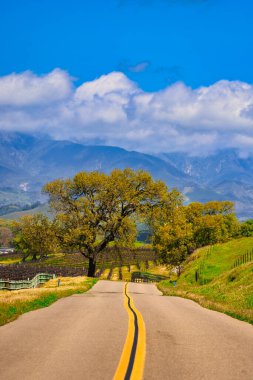 Santa Ynez ilkbahar kır çiçekleri ve kuşlar