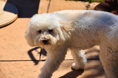 Santa Ynez ilkbahar kır çiçekleri ve kuşlar