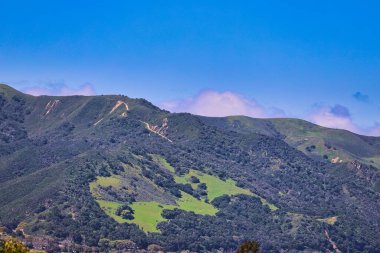 Santa Ynez ilkbahar kır çiçekleri ve kuşlar