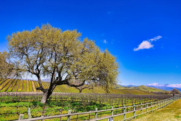 stock image Santa Ynez spring wildflowers and birds