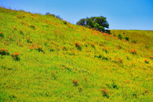 サンタ イエネスの春の野の花と鳥 — ストック写真