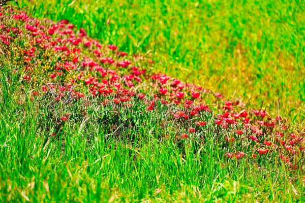 Santa Ynez Spring Wildflowers Birds — Stock Photo, Image