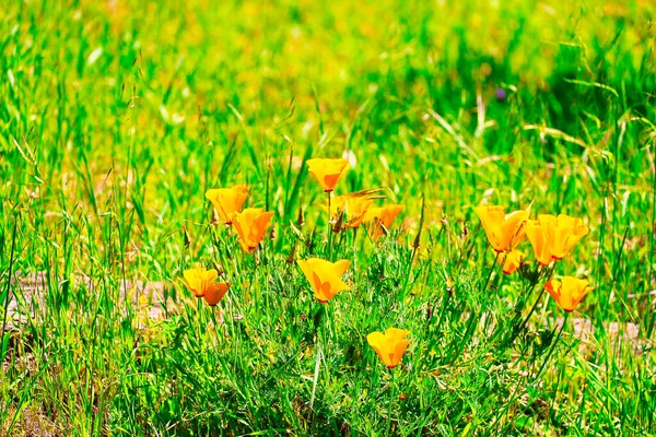 Santa Ynez Jarní Divoké Květiny Ptáci — Stock fotografie