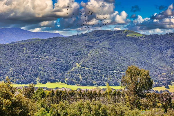 stock image Santa Ynez spring wildflowers and birds