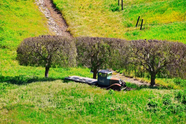 stock image Santa Ynez spring wildflowers and birds