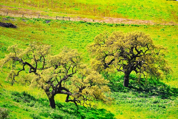 サンタ イエネスの春の野の花と鳥 — ストック写真