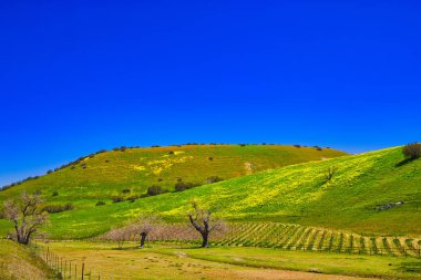 Santa Ynez California 'da bahar çiçekleri