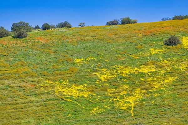 Tavaszi Virágok Santa Ynez Kalifornia — Stock Fotó