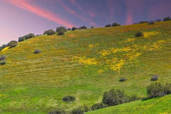 Voorjaarsbloemen Santa Ynez — Stockfoto
