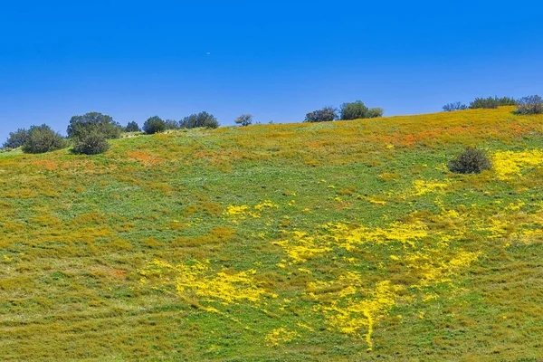 Tavaszi Virágok Santa Ynez Kalifornia — Stock Fotó