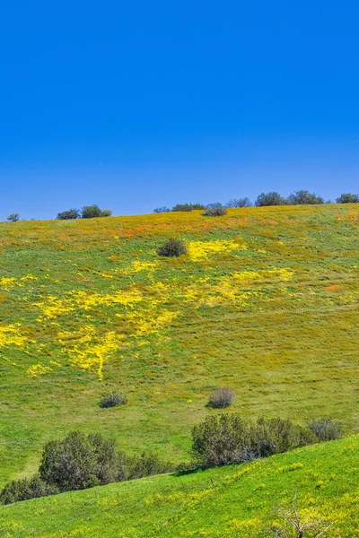 Stock image Spring flowers in Santa Ynez California