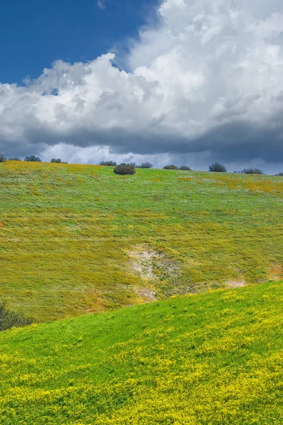 Santa Ynez Californiaの春花 — ストック写真