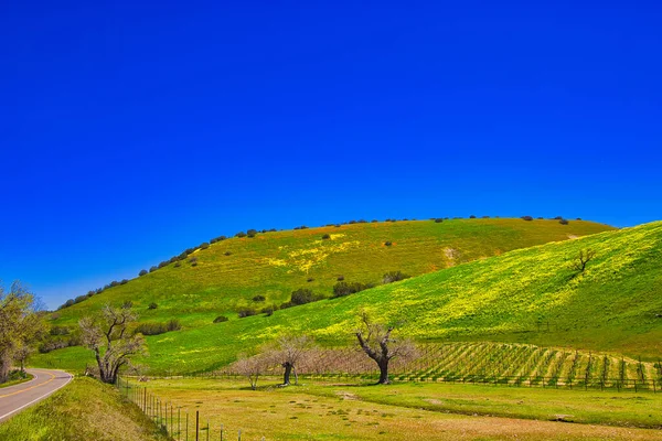 Santa Ynez Californiaの春花 — ストック写真