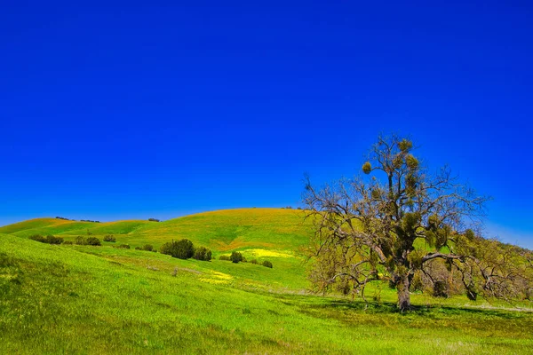 カリフォルニア州サンタ イエネスの春 — ストック写真