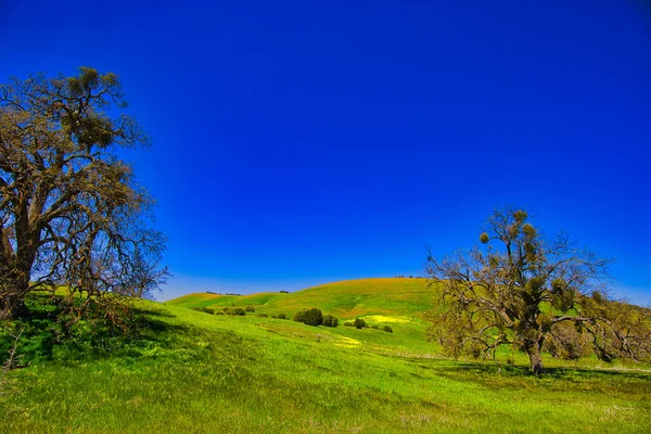 Lente Santa Ynez Californië — Stockfoto