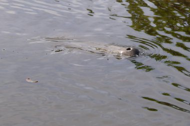 Denizayıları Florida 'nın uydu plajında bir kanalda toplanıyorlar.