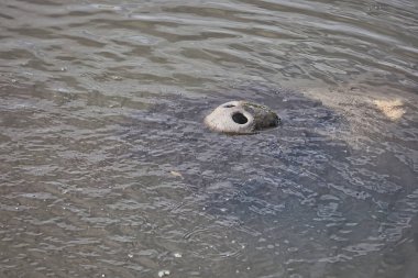 Denizayıları Florida 'nın uydu plajında bir kanalda toplanıyorlar.