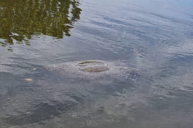 Denizayıları Florida 'nın uydu plajında bir kanalda toplanıyorlar.