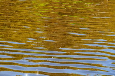 Yaz fırtınaları sırasında Carpinteria tuzlu bataklığında yürüyüş.