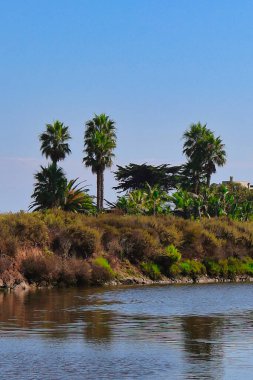 Yaz fırtınaları sırasında Carpinteria tuzlu bataklığında yürüyüş.