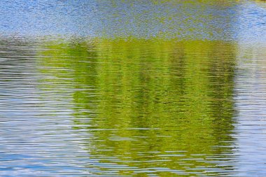 Yaz fırtınaları sırasında Carpinteria tuzlu bataklığında yürüyüş.