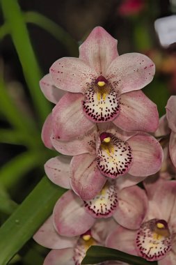 Santa Barbara 'da Orkide Fuarı