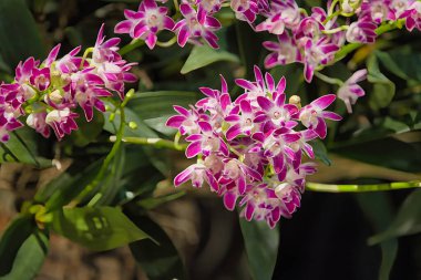 Santa Barbara 'da Orkide Fuarı