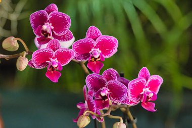 Santa Barbara 'da Orkide Fuarı