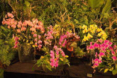 Santa Barbara 'da Orkide Fuarı