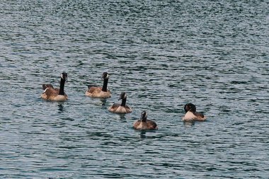 Nashville şehir merkezindeki Centennial Park 'ı keşfediyor.