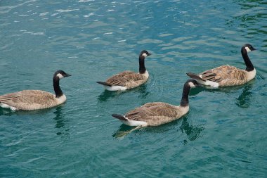 Nashville şehir merkezindeki Centennial Park 'ı keşfediyor.
