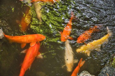 Bir bahar günü Palm Springs California 'yı keşfetmek