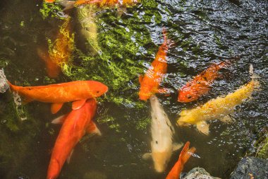 Bir bahar günü Palm Springs California 'yı keşfetmek