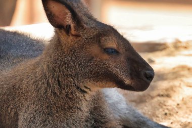Palm Desert, Kaliforniya 'daki Yaşayan Çöl Hayvanat Bahçesi' ni keşfediyorum.