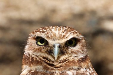 Palm Desert, Kaliforniya 'daki Yaşayan Çöl Hayvanat Bahçesi' ni keşfediyorum.