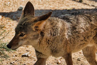 Palm Desert, Kaliforniya 'daki Yaşayan Çöl Hayvanat Bahçesi' ni keşfediyorum.