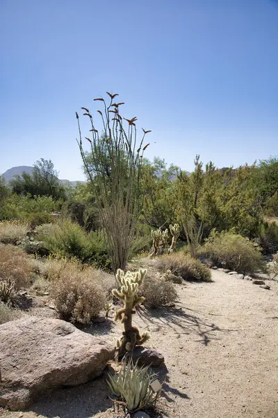 Palm Desert, Kaliforniya 'daki Yaşayan Çöl Hayvanat Bahçesi' ni keşfediyorum.