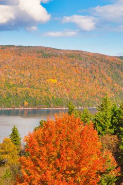 Sonbaharda Cape Breton Nova Scotia 'daki Cabot Patikasını keşfediyorum..