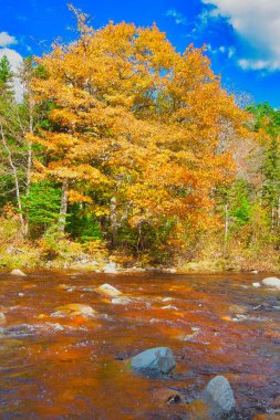 Sonbaharda Cape Breton Nova Scotia 'daki Cabot Patikasını keşfediyorum.