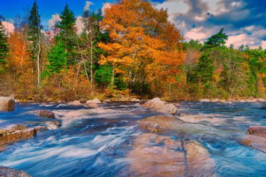 Sonbaharda Cape Breton Nova Scotia 'daki Cabot Patikasını keşfediyorum.