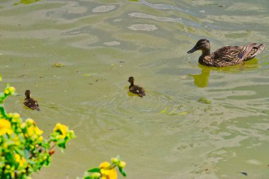 Mufreesboro, Tennessee 'deki İç Savaş parkındaki kuşlar.