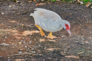 Mufreesboro, Tennessee 'deki İç Savaş parkındaki kuşlar.