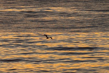 Sunset at Rincon beach in the Santa Barbara channel