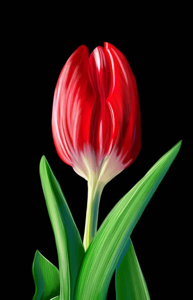 Digital drawing of a tulip.