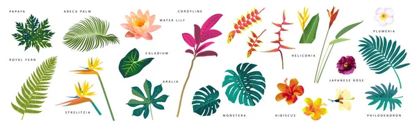 Set Realistic Tropical Leaves Flowers Names White Background Monstera Strelitzia — Wektor stockowy