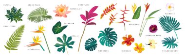 Set of realistic tropical leaves and flowers with names on white background. Monstera, strelitzia, heliconia, hibiscus, areca palm, cordyline, lily, philodendron. Artistic botanical illustration