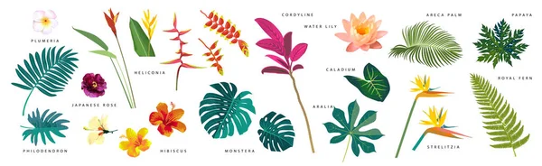 Set Realistic Tropical Leaves Flowers Names White Background Monstera Strelitzia — Vector de stock