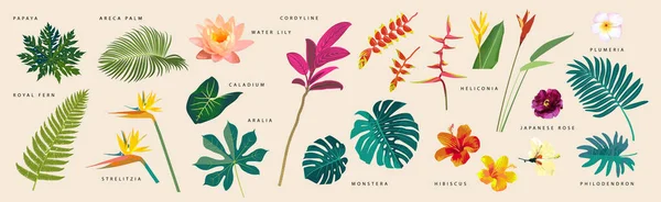 Düz Stil Tropikal Yapraklar Bej Arka Planda Isimleri Olan Çiçekler — Stok Vektör